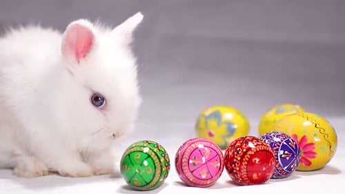 Fluffy White Rabbit with Decorated Easter Eggs