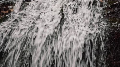 The Abundant Stream Of Water Flowing Surrounded By Green Trees And Variety Of Plants During Daytime