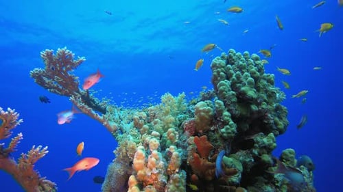 Underwater Fish Coral Garden