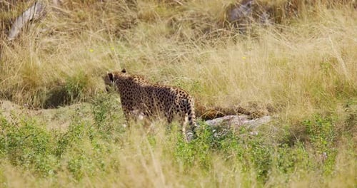 Cheetah Walking Gracefully Through Grassy Field
