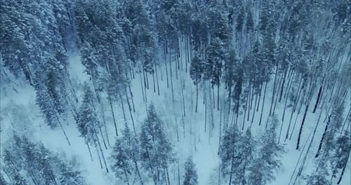 Aerial View Tall Pine Trees in the Winter Forest the Tops of the Trees are Covered with Snow