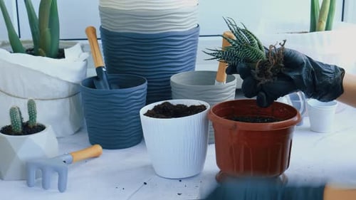 Hands Replant Small Succulent