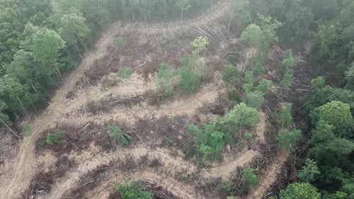 Zerstörung des Waldes in Malaysia