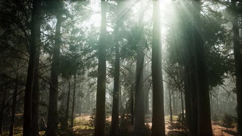 Giant Sequoia Trees at Summertime in Sequoia National Park, California