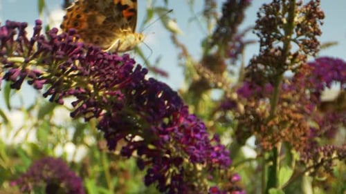 Yellow Butterfly on Purple Plant on a Windy Day