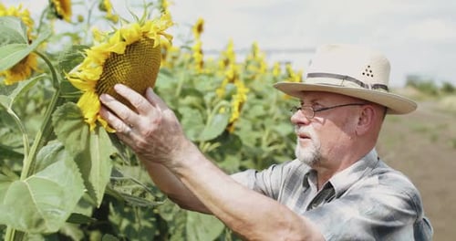 The Senior Farmer in Hat and Glasses Examining the Sunflower's Bloom in Field