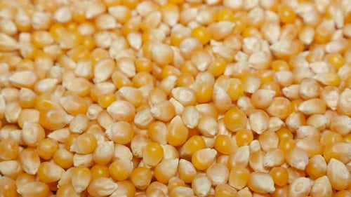 Séquence de pop-corn Zea Mays Everta à inclinaison lente 4K 2160p 30 images par seconde UltraHD - Inclinaison lente au-dessus de popping co