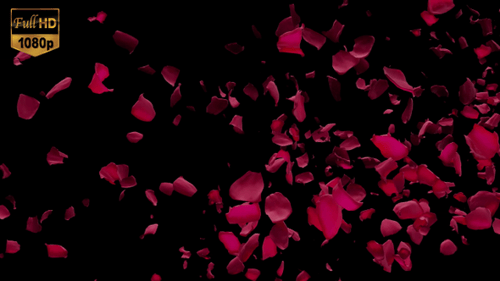 Elegant Falling Rose Petals Alpha Overlay