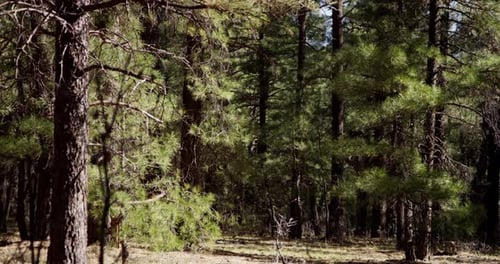 Forest 06