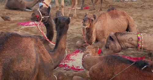 Des
chameaux à la foire aux chameaux de Pushkar Mela sur le terrain, mangeant de la mastication au lever du soleil. Pushkar, Rajasthan