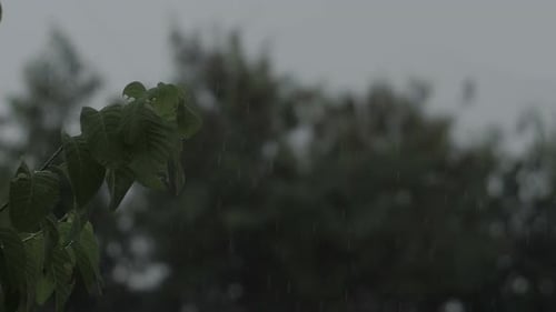 Rain Falling on Leaves on a Tree Branch