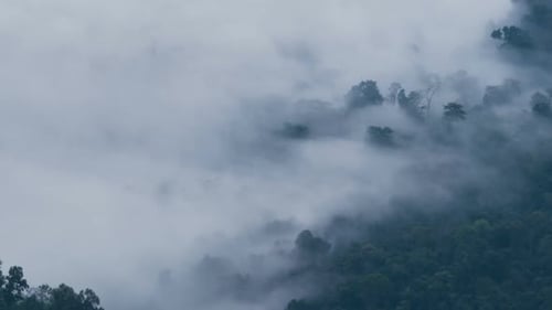 Fog Moves Over Forest