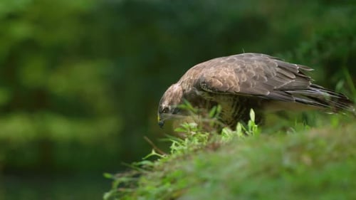 Profile shot of regal common buzzard stretching out its wings; close-up