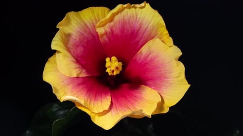 Yellow Hibiscus Open its Flower in Time Lapse. Blooming Plant on a Black Background