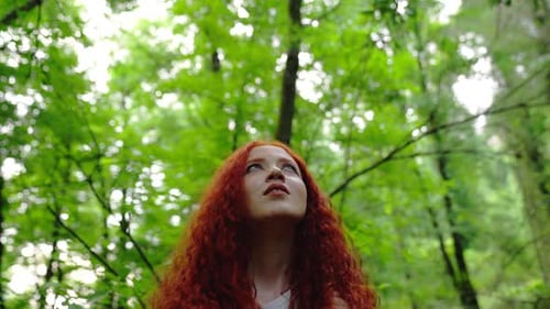 Wald bei sonnigem Tag