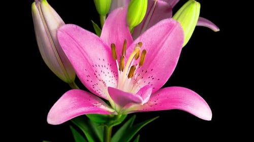 Time Lapse of a Pink Lily Blooming
