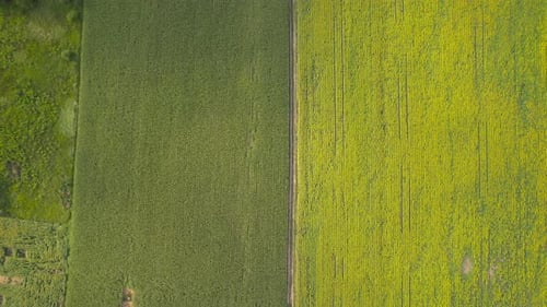 Ansicht von oben nach unten auf Reihen von Sonnenblumen in einem blühenden Feld