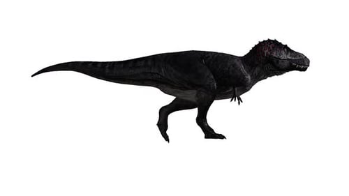 3D Realistic Giganotosaurus Walking on Transparent Background