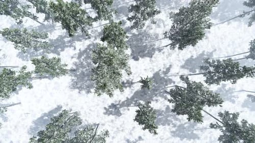 Blick von oben nach unten auf den Wald im Winter