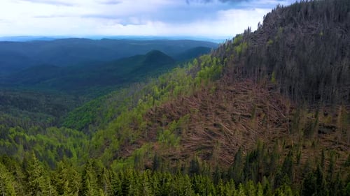 Wald mit Tausenden von umgestürzten Bäumen aufgrund des sehr starken Windes. Ökologische Naturkatastrophe