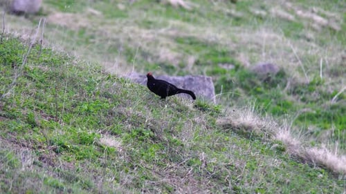 Caucasian Grouse