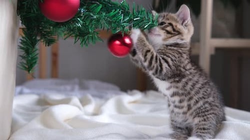 Playful Kitten Batting at Christmas Ornament