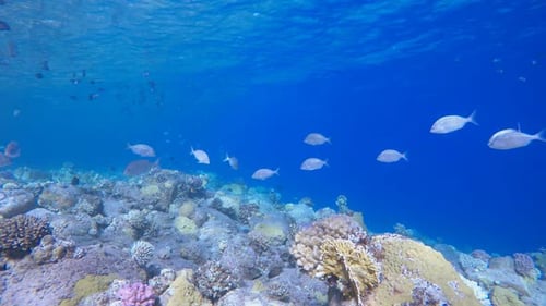 Underwater Sea Coral Reef