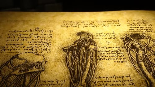 Dessin d'art anatomique