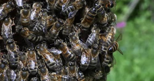 Europäische Honigbiene, Apis mellifera, Bienen arbeiten an Alveolen, Normandie, Echtzeit 4K