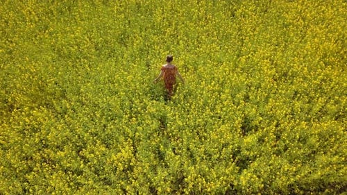 Woman Walks Through Field of Yellow Flowers, Aerial