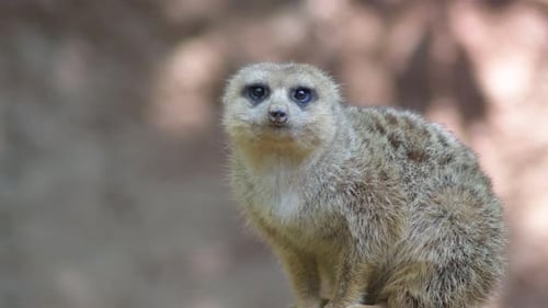 Meerkat Suricate in einem Zoopark