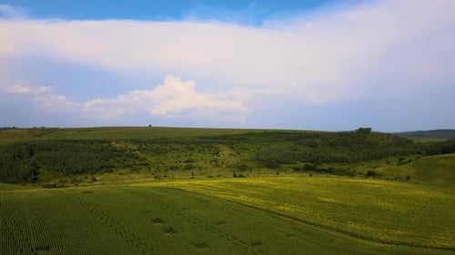Aerial Landscape View of Green Cultivated Agricultural Fields with Growing Crops on Bright Summer