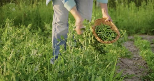 Woman's Hands Harvesting Green Pea Pods From Pea Plants in Vegetable Garden