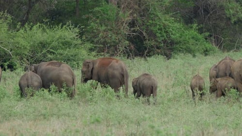 Elephants Grazing Peacefully in a Lush, Green Field