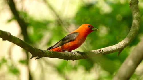 Stunning red Scarlet Tanager bird perched on branch in forest, American Wildlife