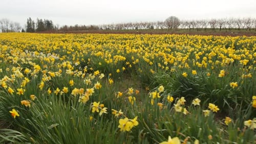 Field of daffodil flowers