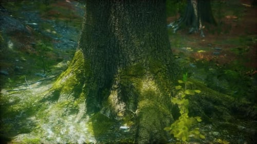Tree Roots and Sunshine in a Green Forest with Moss