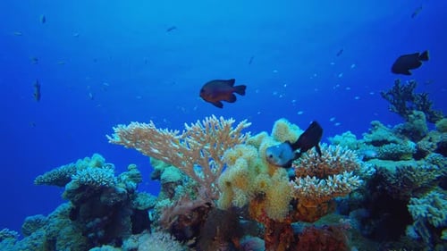 Tropical Underwater Reef Sea Fish