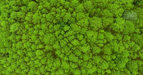 Top View of Pine Trees Forest