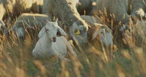 Junge Ziege liegt auf dem Gras und kaut. Schafherde grasen auf dem Rasen. Hochformat-Ansicht., 10Bit