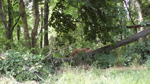 Real Wild Bear In Natural Habitat Among The Trees In The Forest