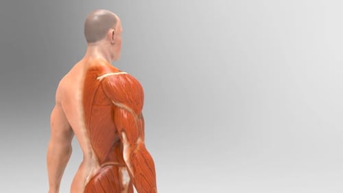 Human Male Anatomy Revealing Muscle and Skin Layers