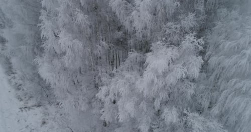 Winter Landscape with Forest