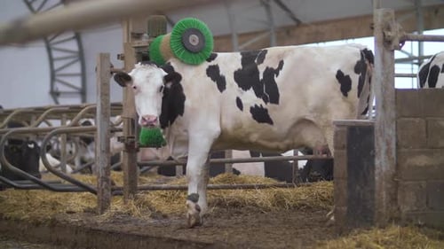 Cow Gets a Scrubbing in a Rural Barn
