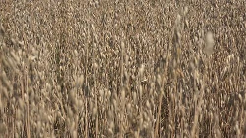Harvesting Time of Oats