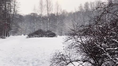 Heavy Snowfall in a Wild Park Large Flakes of Snow are Slowly Falling People are Walking in the