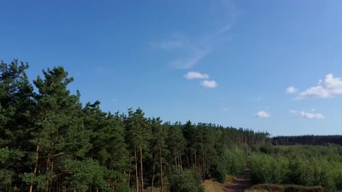 Grüne Bäume zittern im Wind an einem sonnigen Sommertag. die malerische Natur Russlands