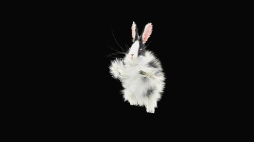 Hase: Tanzen HD