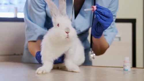 Rabbit Receives Eye Drops from Veterinarian in Examination Room