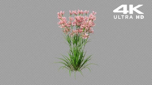 Plant Growth Animation with Pink Flowers Blooming Element